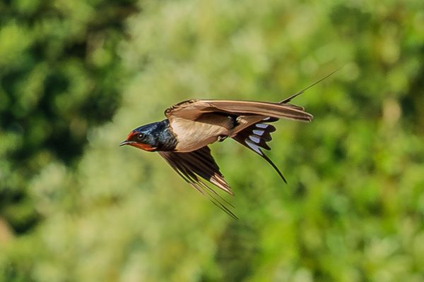 Vorbeiflug, Rauchschwalbe