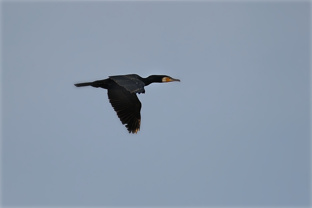 Vorbeiflug vom Kormoran