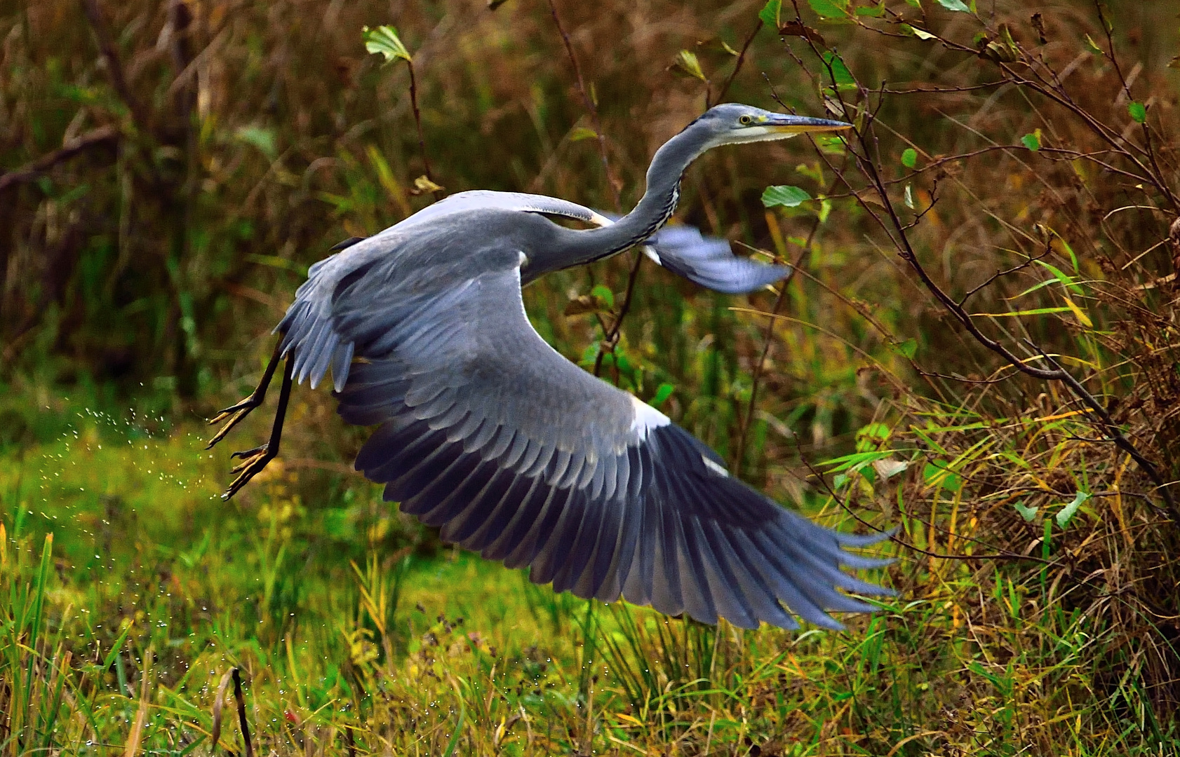 Vorbeiflug zum Fischfang ?