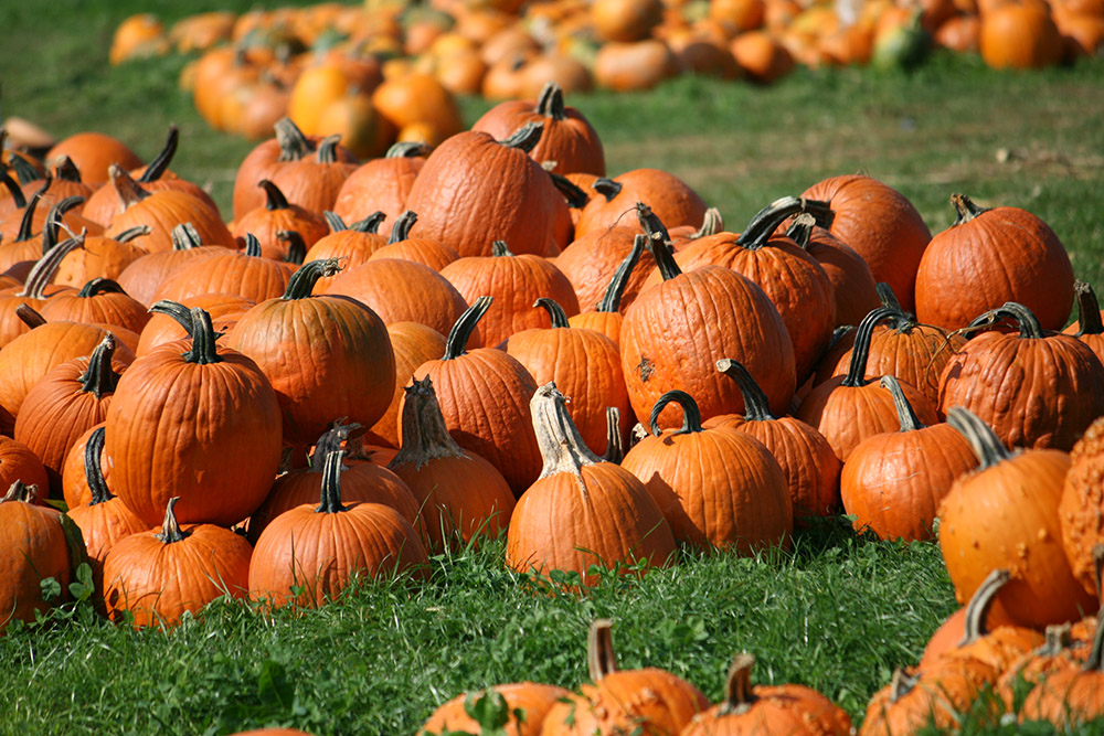 Vorbereitung auf Halloween