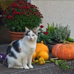 - Vorbereitung auf Halloween ... -