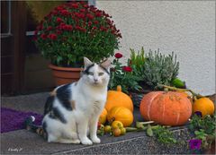 - Vorbereitung auf Halloween ... -