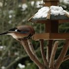 Vorbereitung einer Nussmahlzeit: Schälen