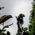 Vorbereitung zum Flug