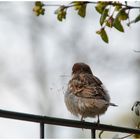 Vorbereitung zum Nestbau