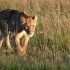 Vorbereitung zur Jagd