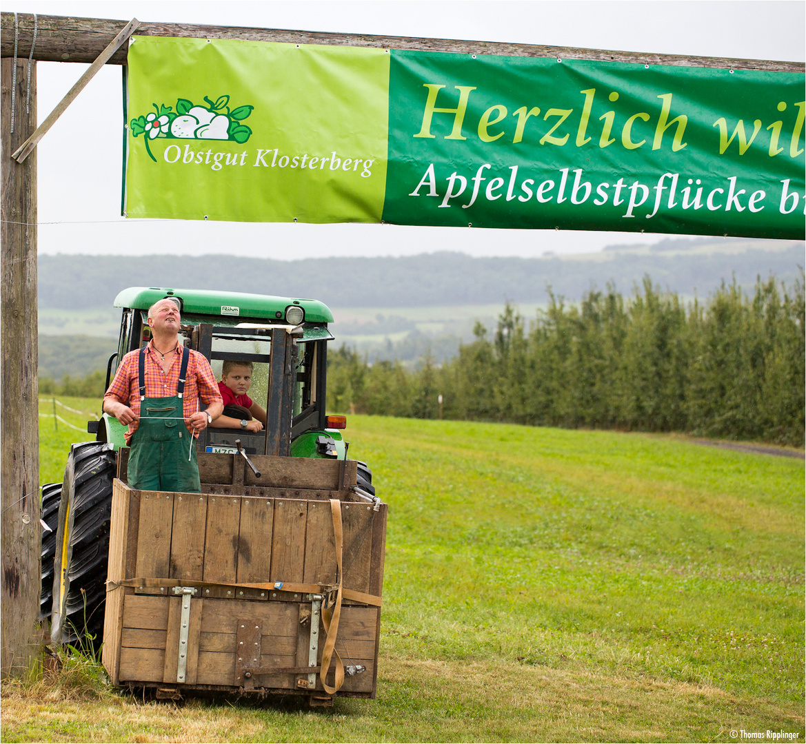 Vorbereitungen zum Apfelernte-Picknick 2012