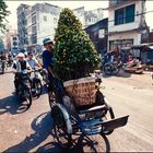 Vorbereitungen zum Tet-Fest. Cyclo mit Orangenbäumchen.