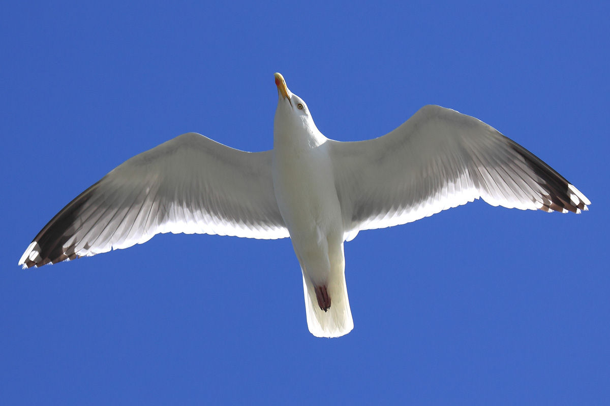 Vorbild der Fliegerei - Der Vogelflug und die Flügelgeometrie einer Möve