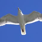 Vorbild der Fliegerei - Der Vogelflug und die Flügelgeometrie einer Möve