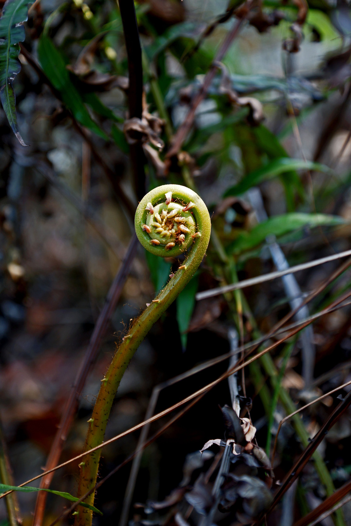 Vorbild Natur