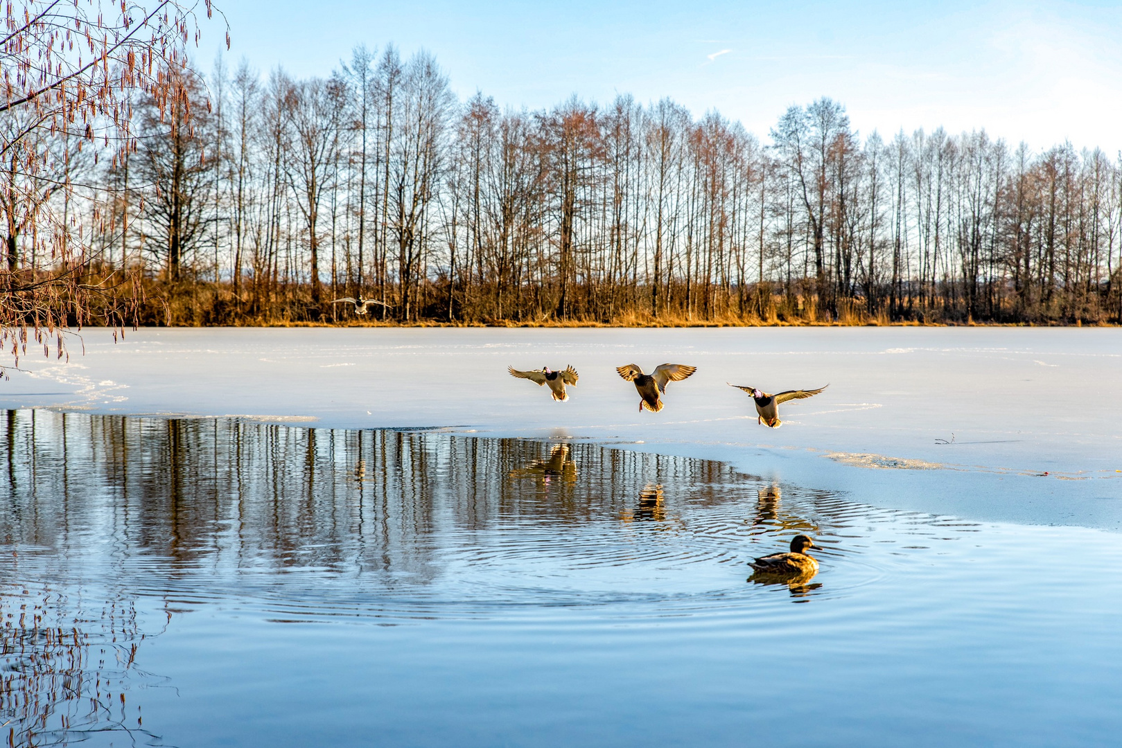 Vorbildliche Enten 