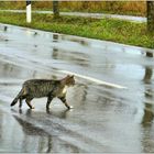 Vorbildliche Verkehrsteilnehmerin