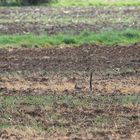 Vorbildlicher Landwirt (DOKU)