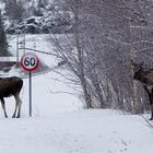 Vorbildliches Verhalten im Strassenverkehr