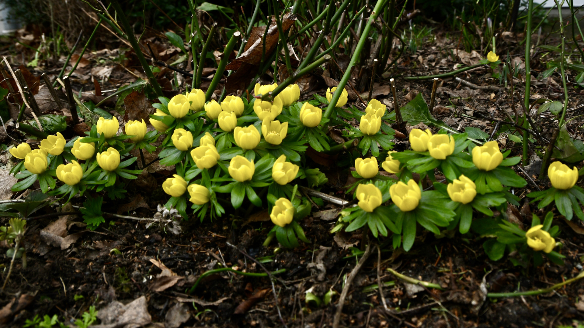 Vorbote des Frühlings