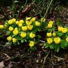 Vorbote des Frühlings