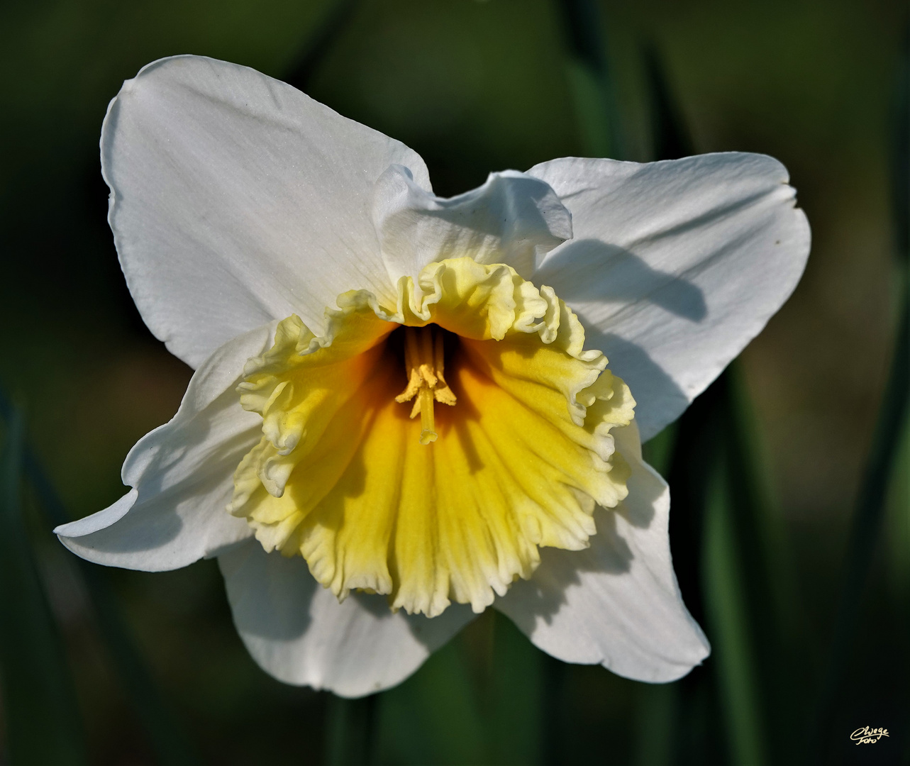 Vorbote des Frühlings