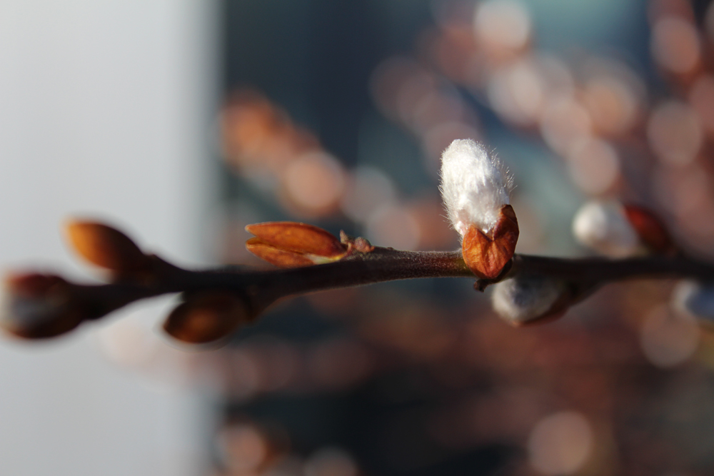 Vorbote des Frühlings