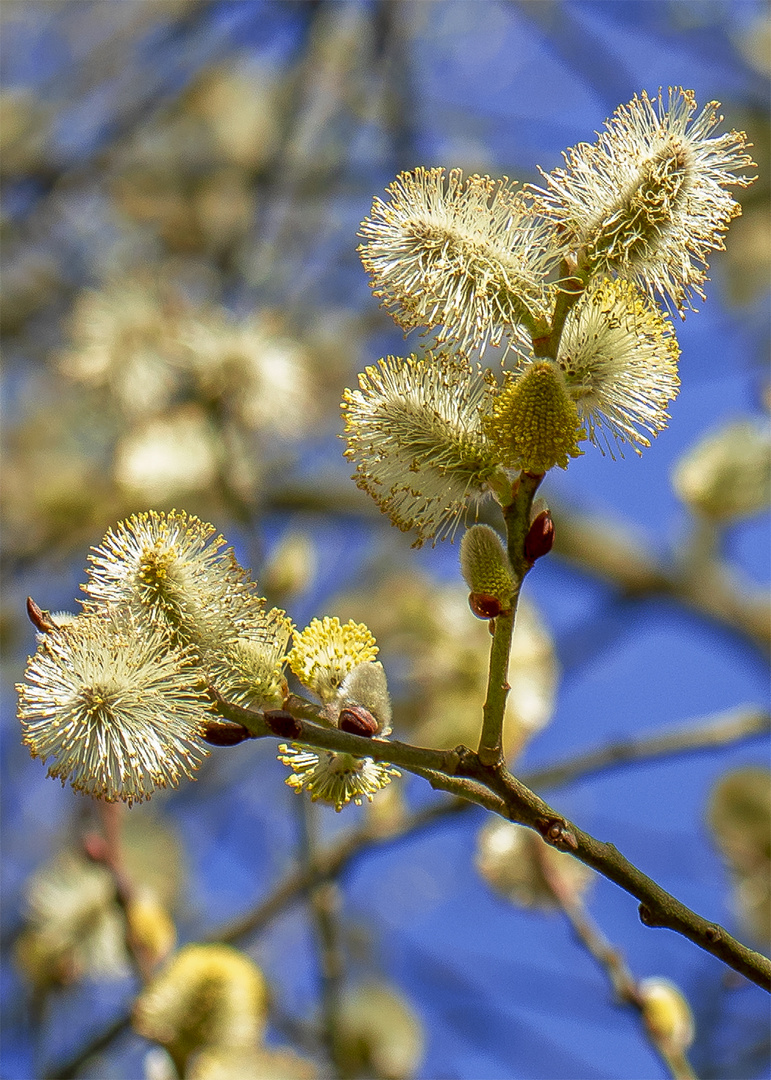 Vorbote des Frühlings