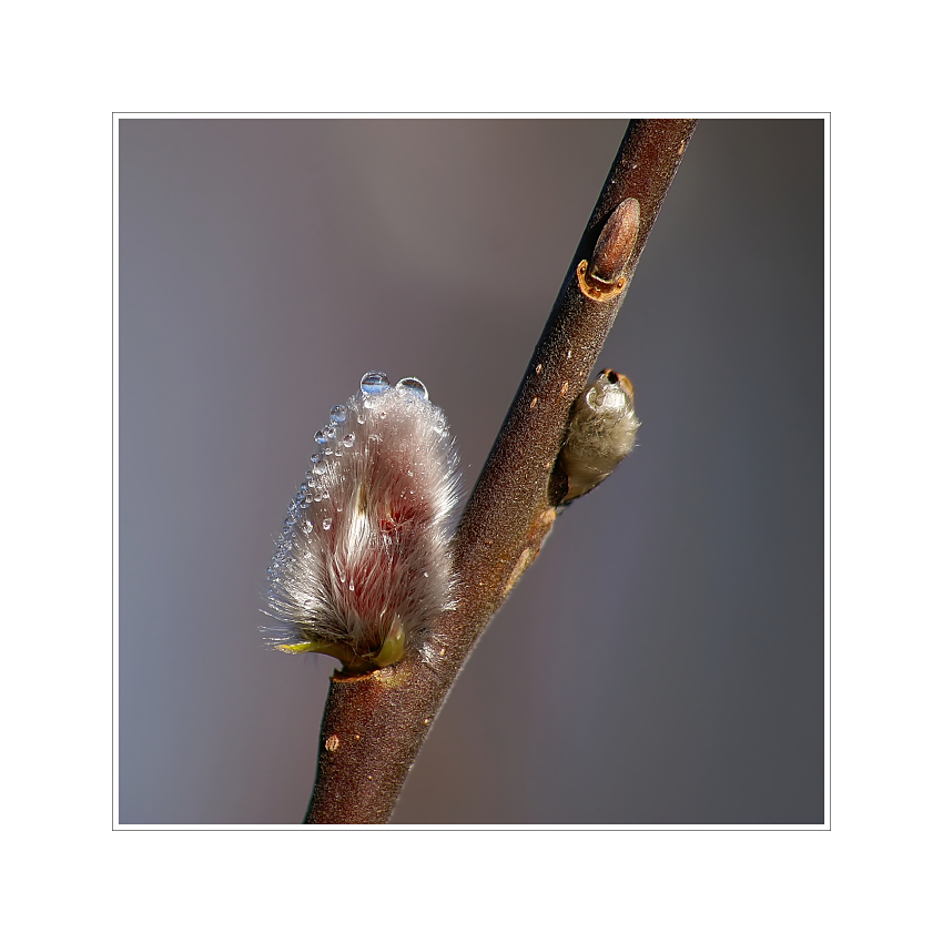 Vorbote des Frühlings