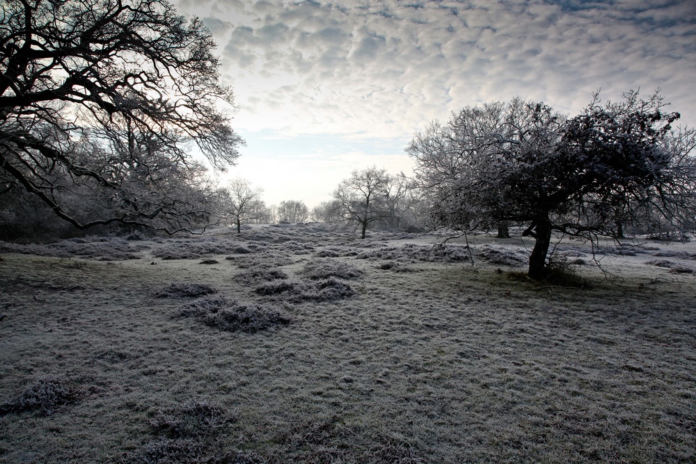 vorbote des winters