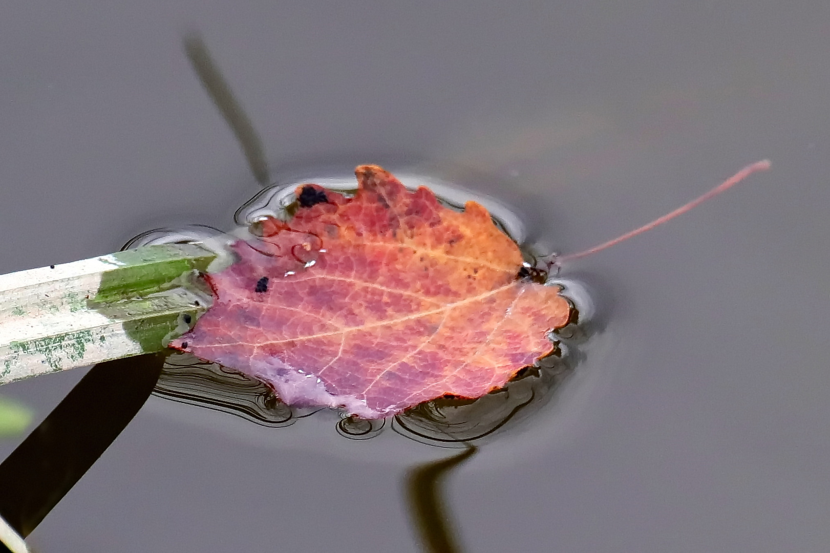 Vorbote vom Herbst