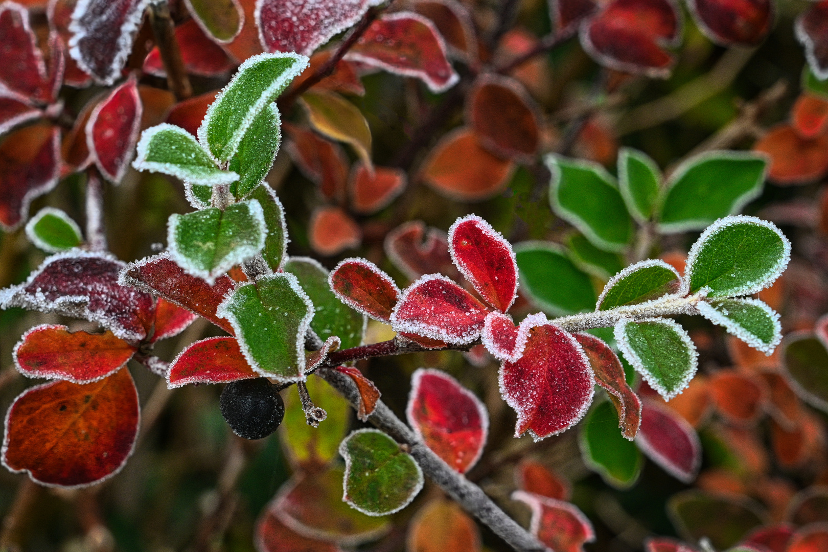 Vorbote Winter