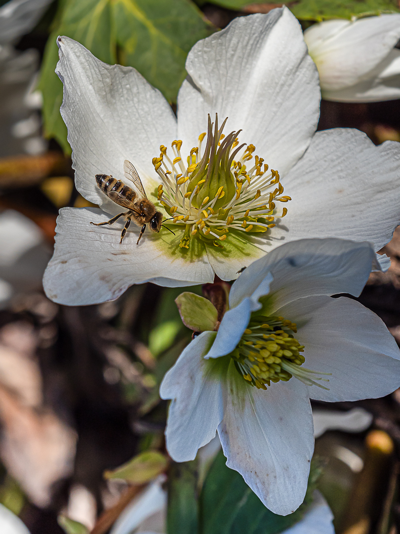 Vorboten des Frühling