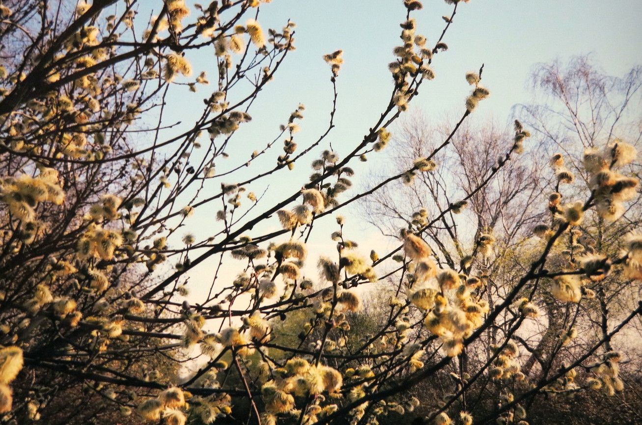 Vorboten des Frühlings