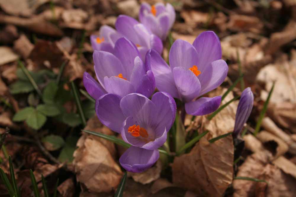 Vorboten des Frühlings