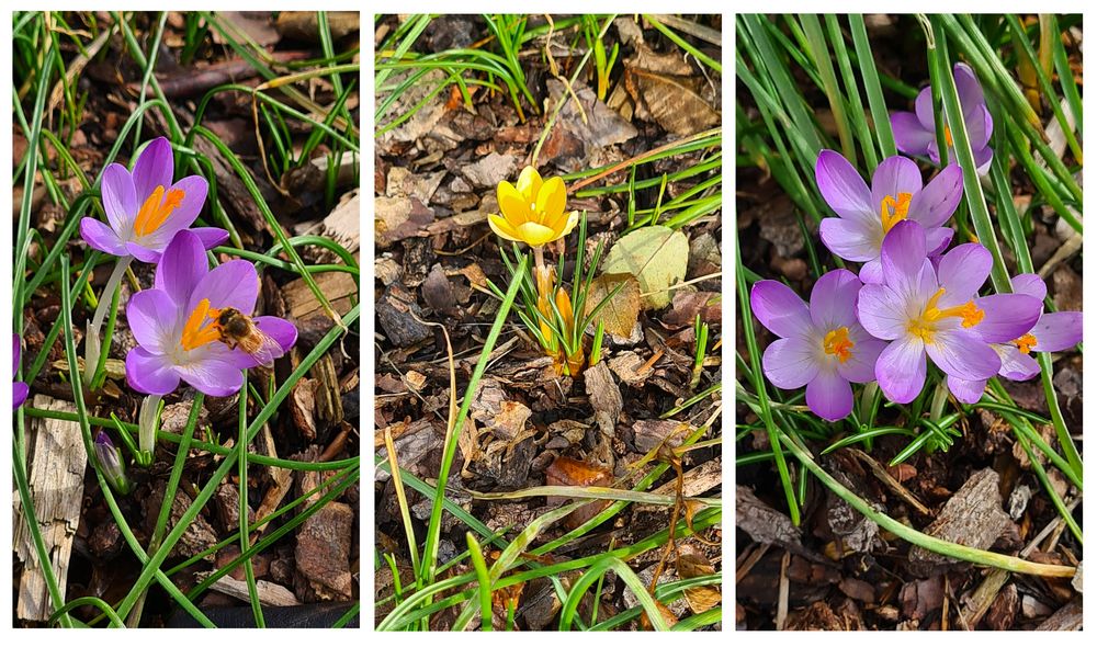 Vorboten des Frühlings