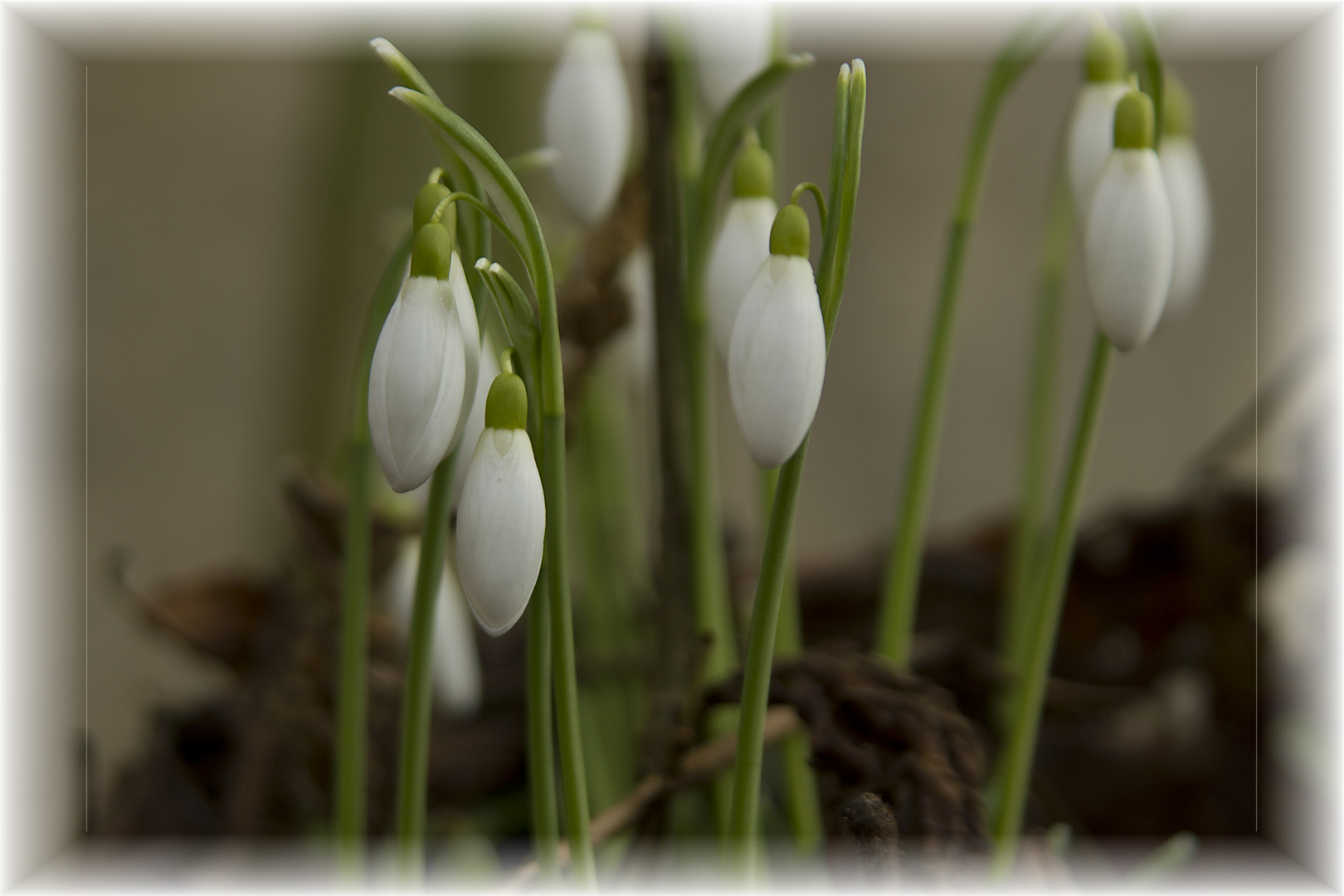 Vorboten des Frühlings