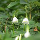 Vorboten des Frühlings