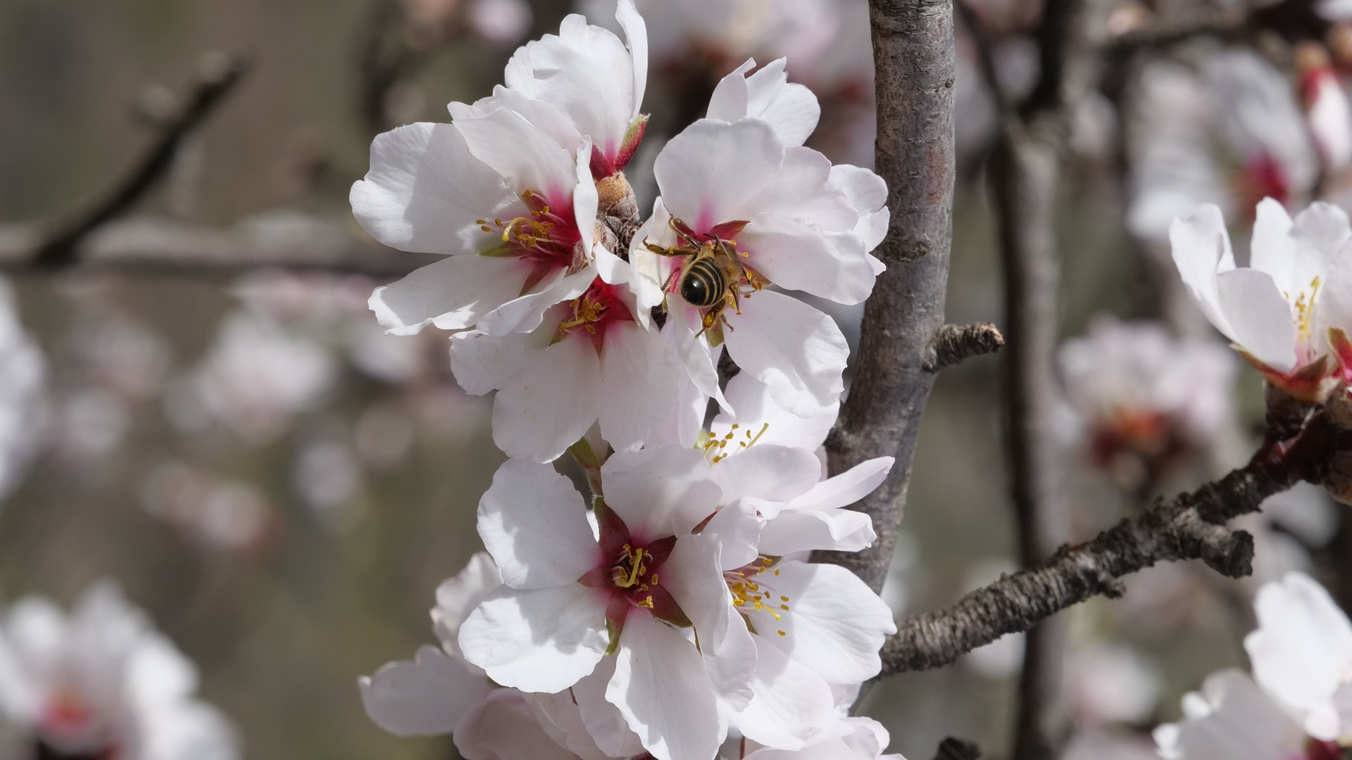 Vorboten des Frühlings 22