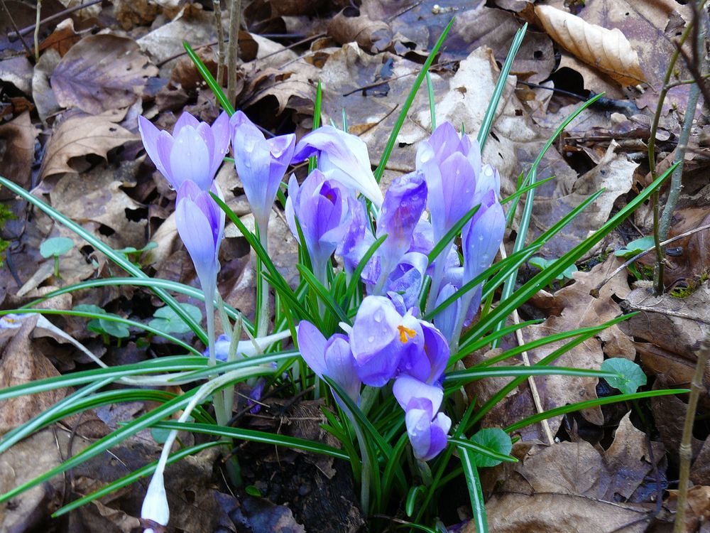 Vorboten des Frühlings