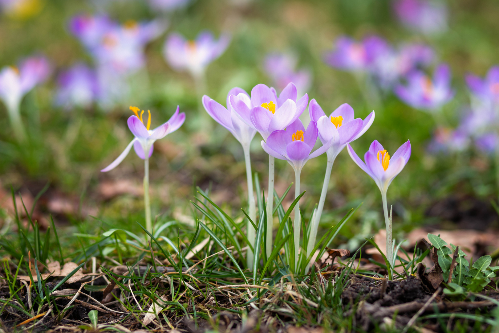 Vorboten des Frühlings