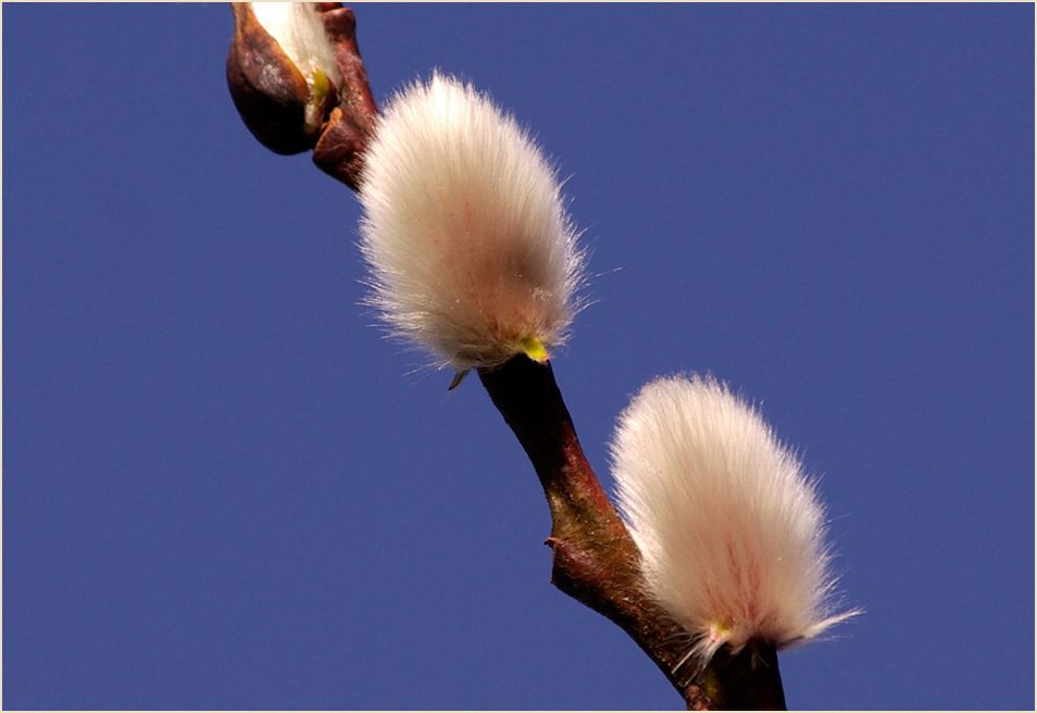 Vorboten des Frühlings