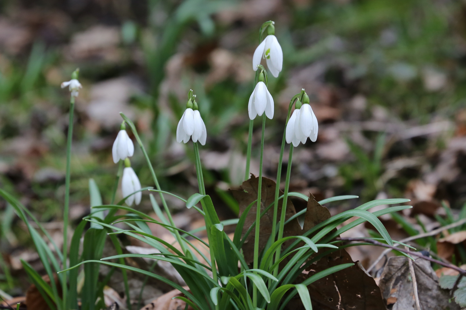 Vorboten des Frühlings