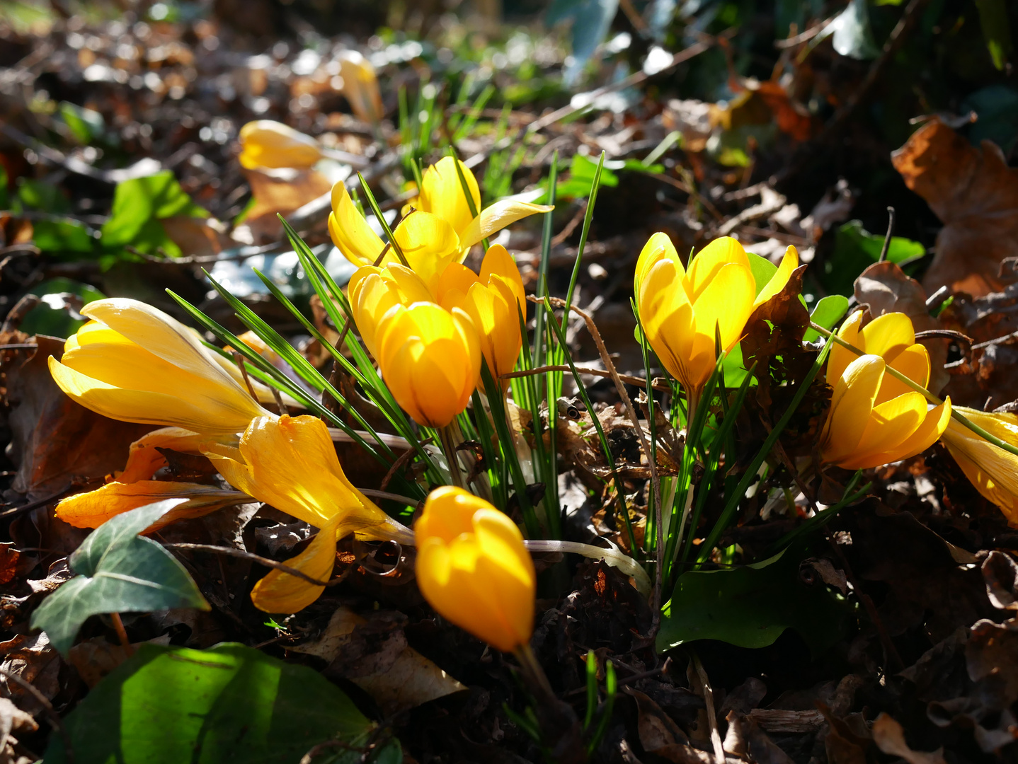 Vorboten des Frühlings