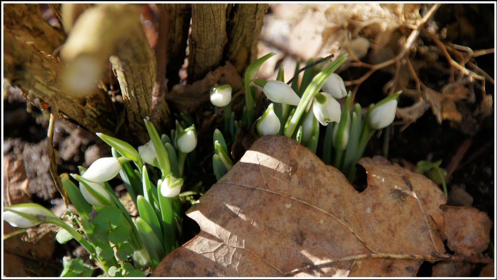 Vorboten des Frühlings