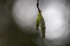 Vorboten des Frühlings