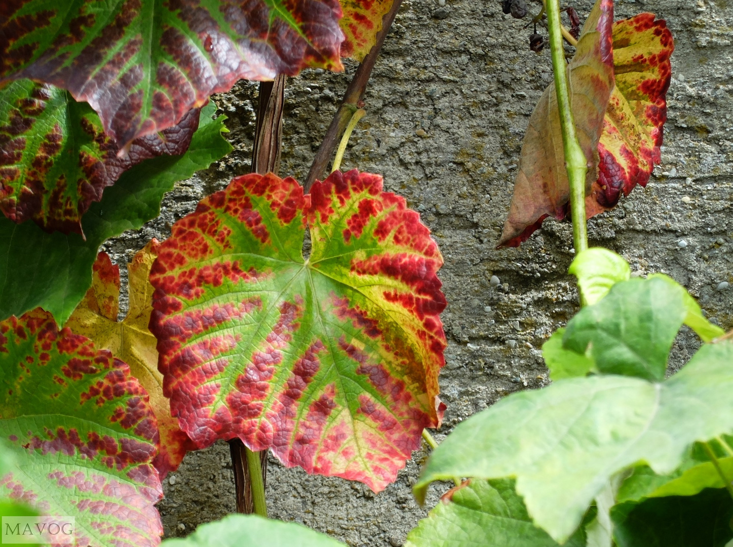 Vorboten des Herbst