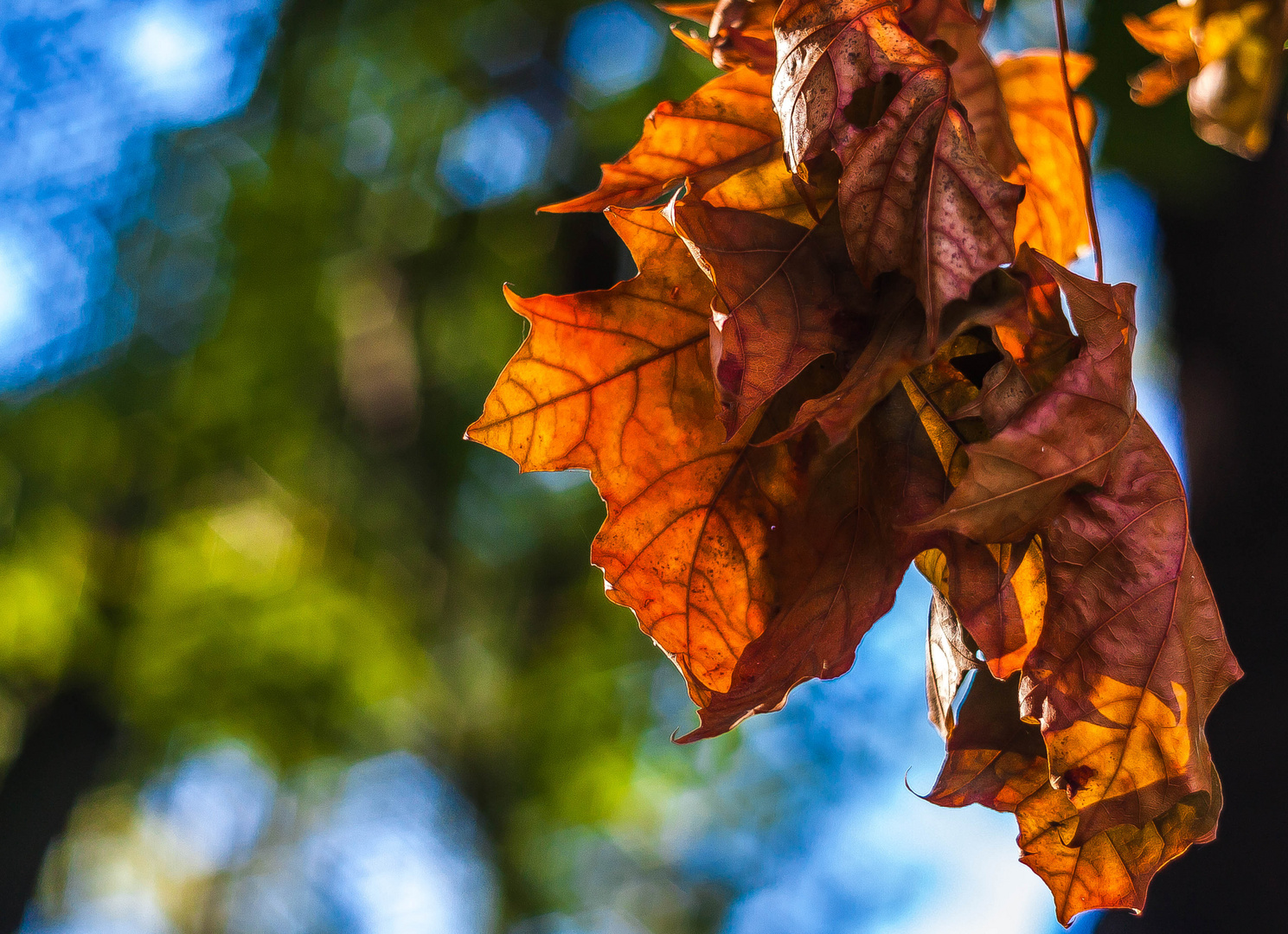 Vorboten des Herbstes