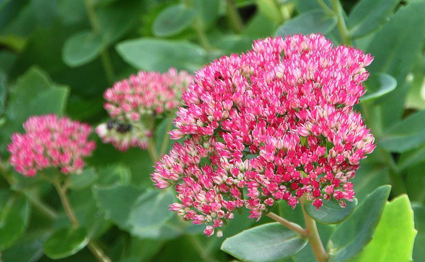 Vorboten des Herbstes