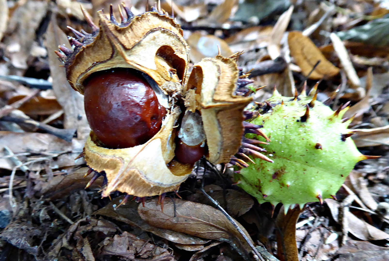 Vorboten des Herbstes