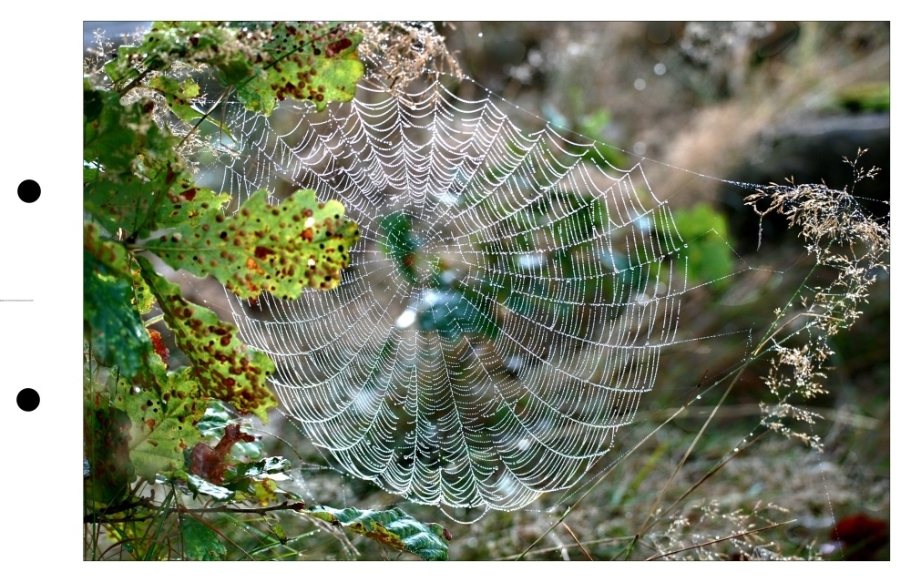 Vorboten des Herbstes...