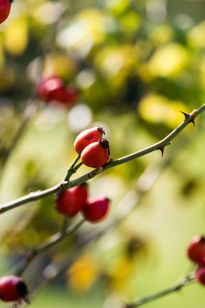 Vorboten des Herbstes