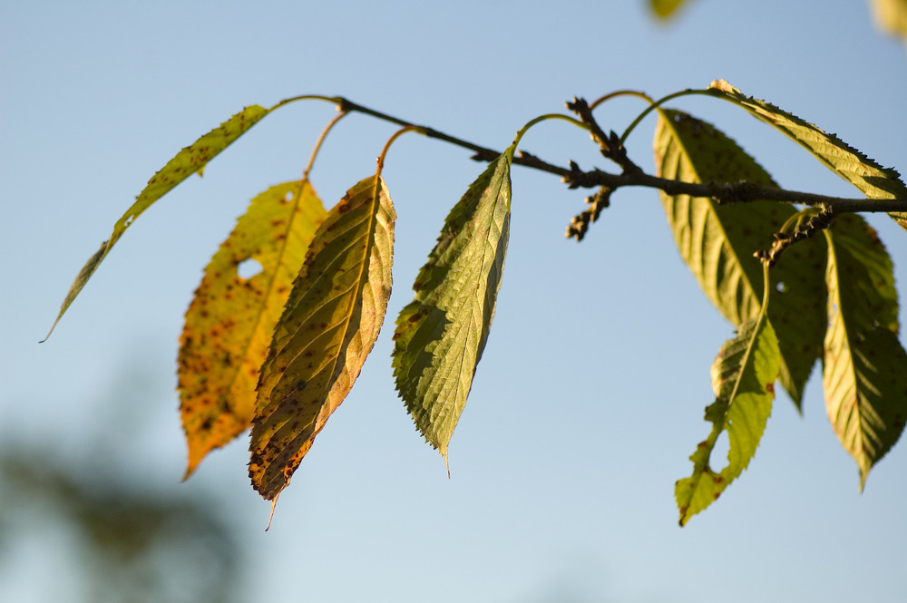 Vorboten des Herbstes