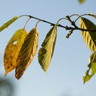 Vorboten des Herbstes